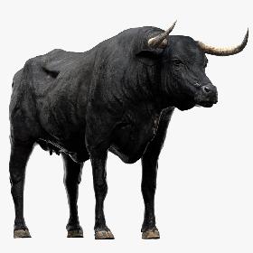 Bull Cow (NoFur) (Rigged) 3D